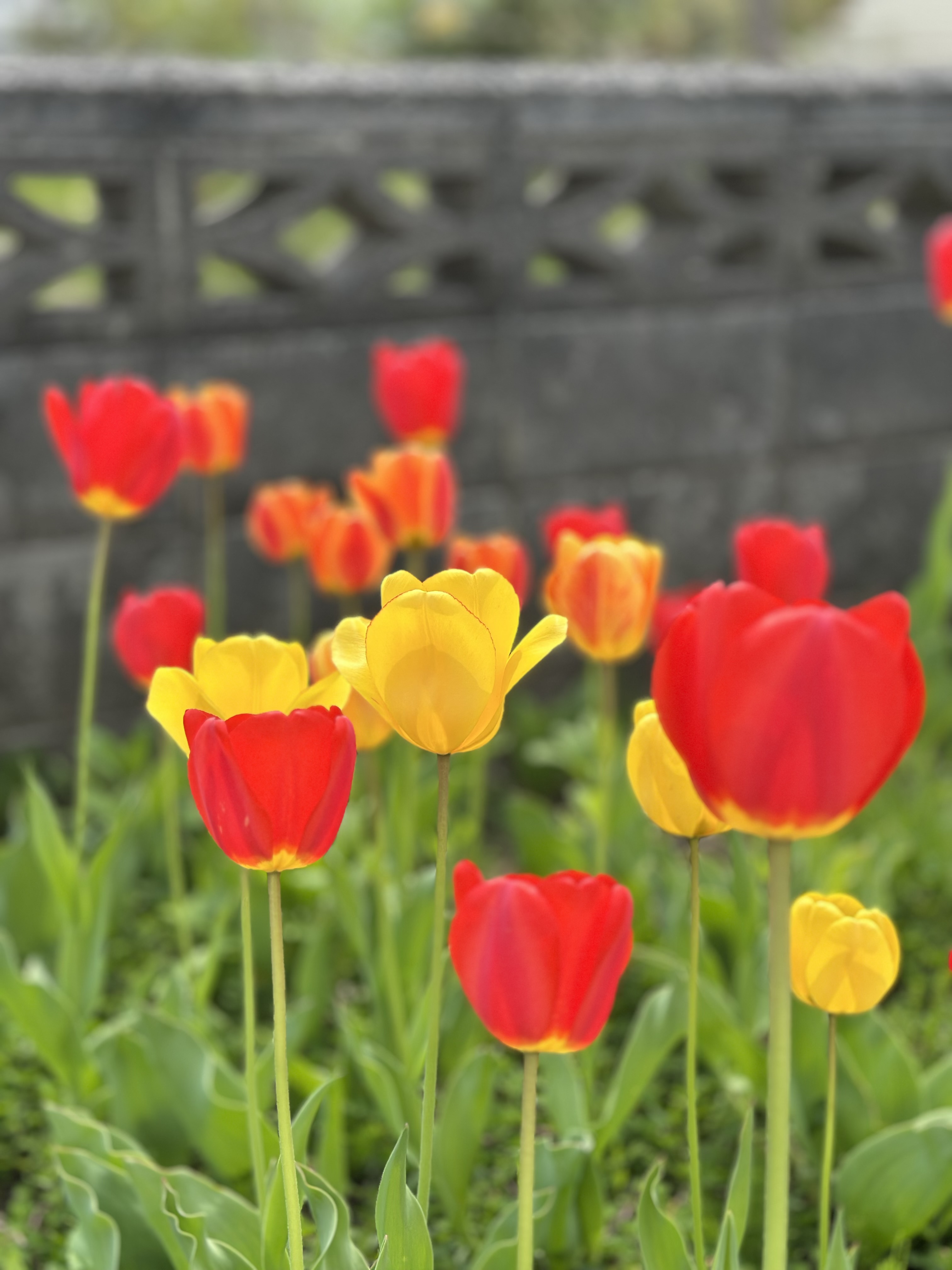 oarで育てた花です。